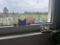 Silhouette de chat noir — photo 2