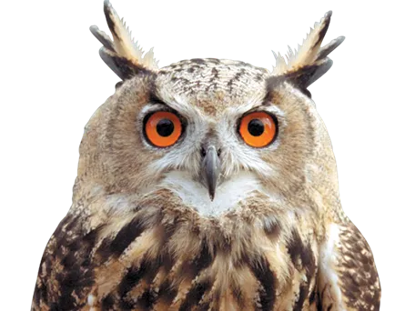 Owl Hueforge