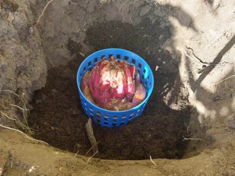 Bulb Planting Basket – Planter for Bulb Gardening