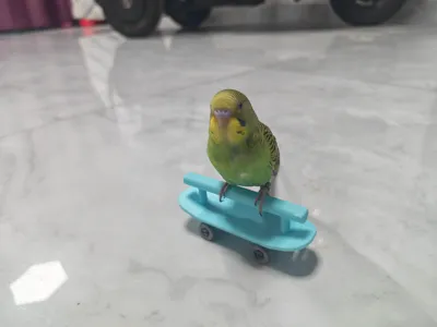 Pet Parrot Finger Skateboard