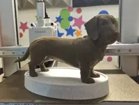 Teckel poil dur — figurine réaliste — photo 3