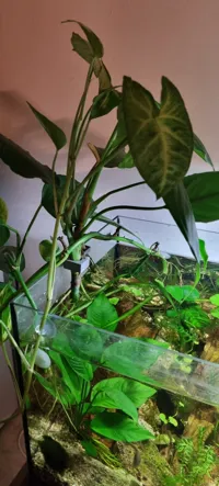 Support de plante pour aquarium — photo 2