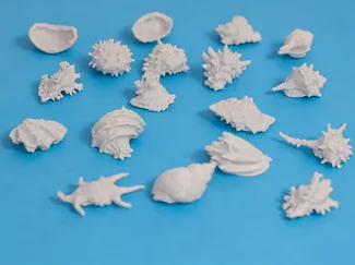 一组造景贝壳、海螺、海胆等海洋生物