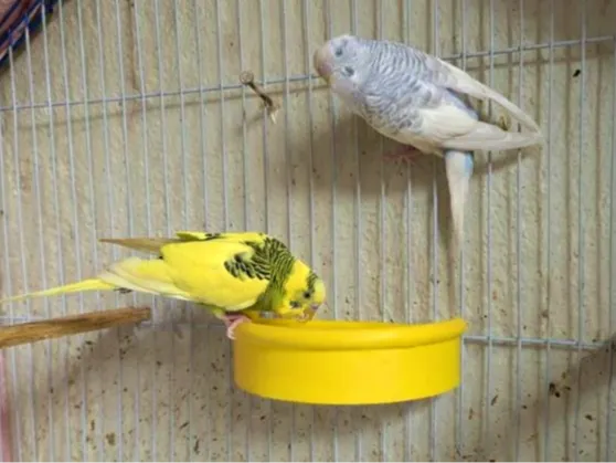Comedero para Jaula de Pájaro