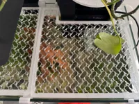 0.2mm layer, 2 walls, 5% infill
