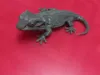 0.2mm layer, 2 walls, 10% infill