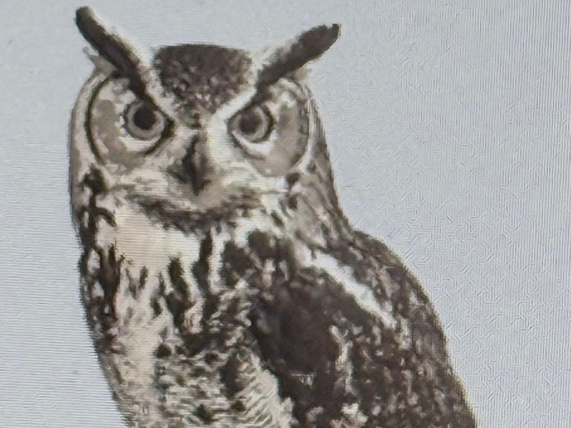 owl