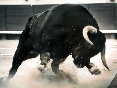 3D articulated bull