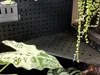 0.2mm layer, 3 walls, 50% infill
