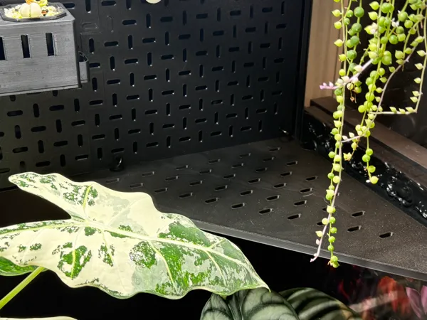 https://makerworld.bblmw.com/makerworld/model/US22a115adeda33d/design/52aba2e7180f2d37.jpeg