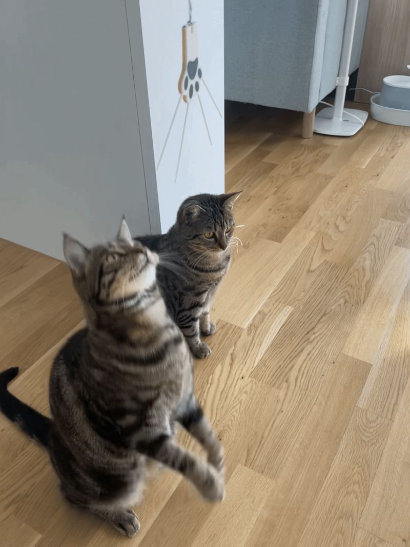 Katzenpfote an Schnur