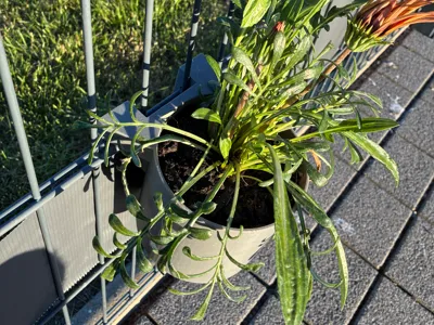 Flower pot for double wire mesh fence