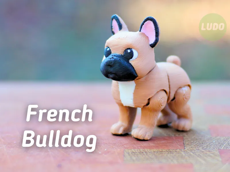 Ludo French bulldog