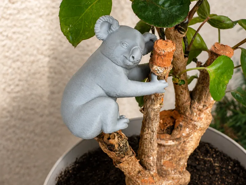Koala