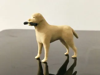 labrador retriever dog dogs