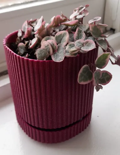 Elegant_Vase_for_succulents