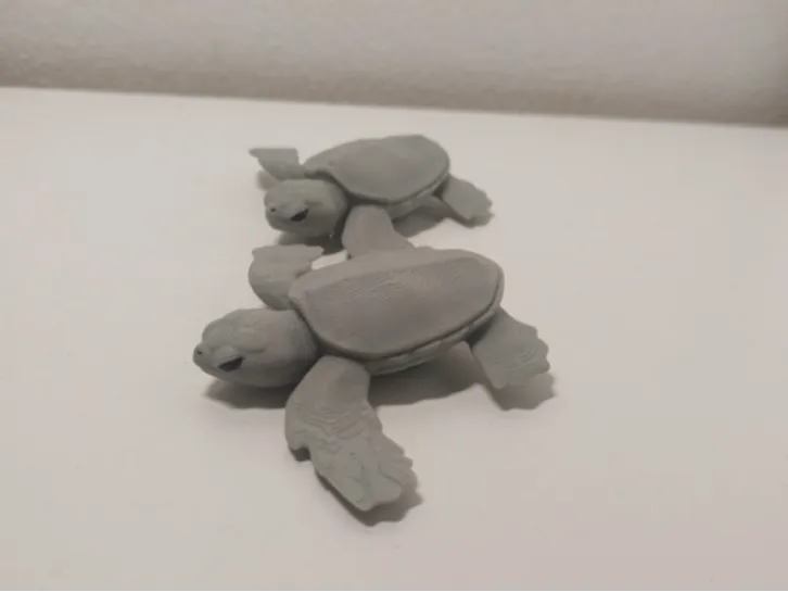 Baby turtle