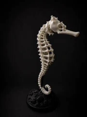 Adorno temático: Skeleton Seahorse — vista de referencia 5