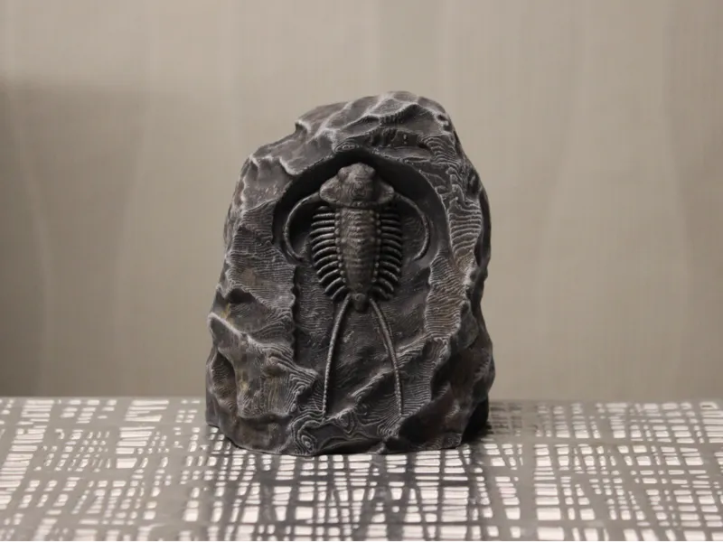 Versteinerter Trilobit 2 Fossil