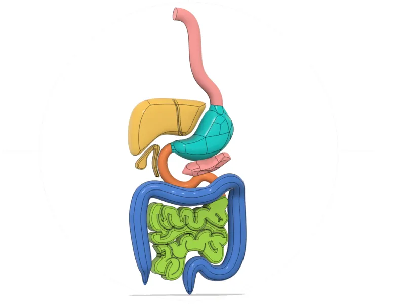 Digestive System Model