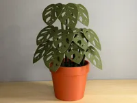 Mini Monstera Adansonii
