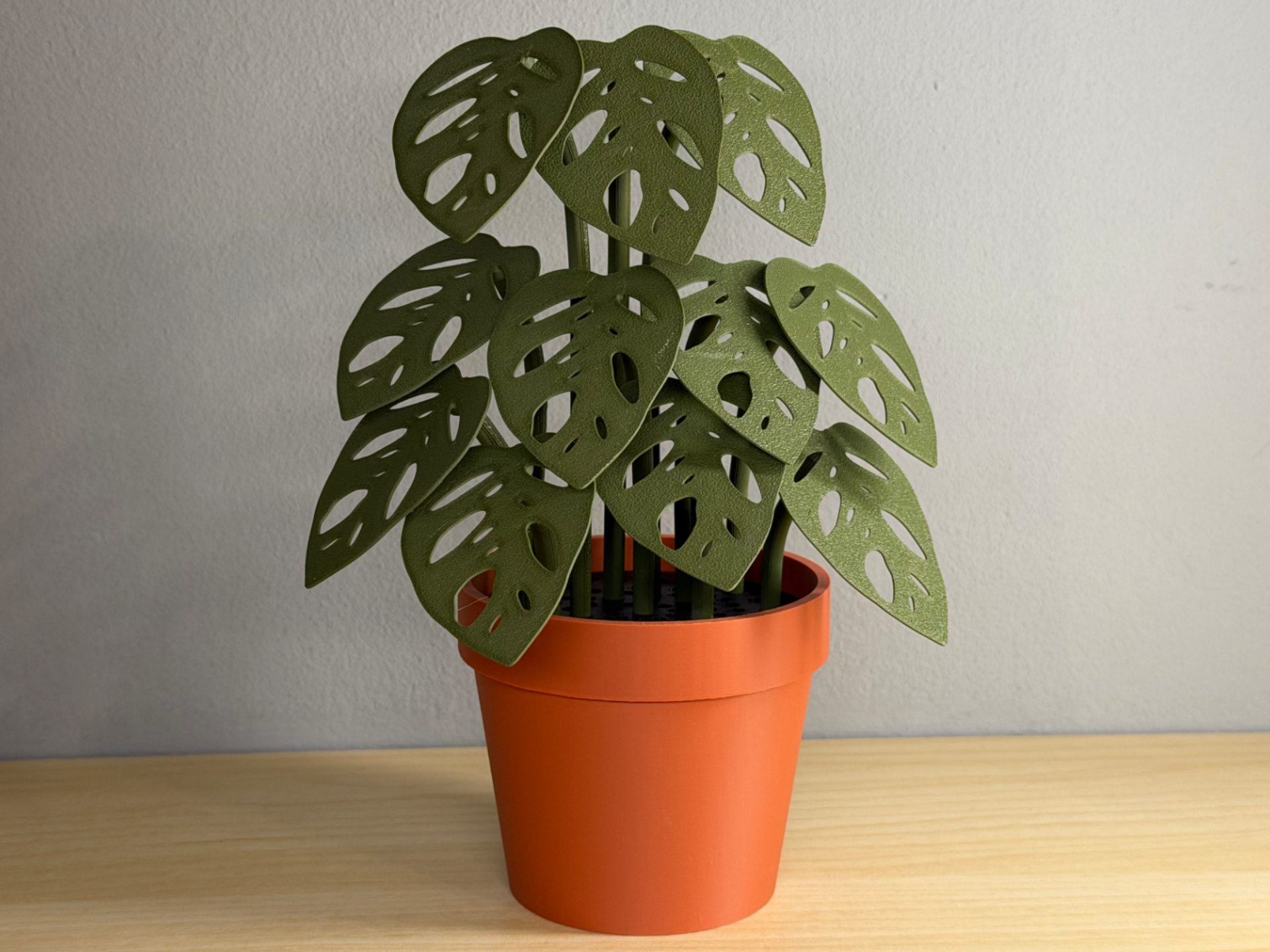 Mini Monstera Adansonii
