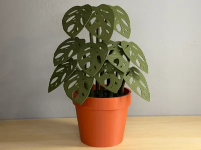 Mini Monstera Adansonii