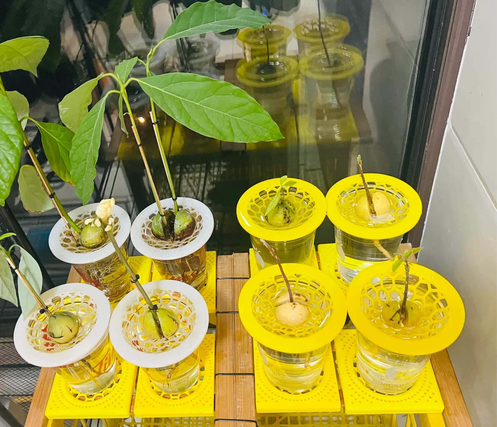 牛油果水培支架