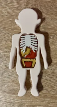 Puzzle éducatif d'anatomie — photo 5