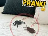 Bug Prank - Roach and Spider