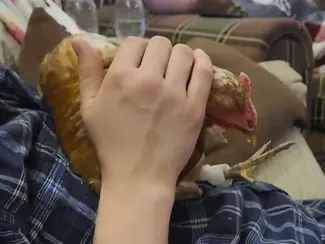 Chicken Prosthetic Connecting to Metatarsus v5