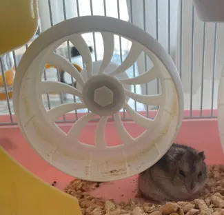 hamster wheel仓鼠健步轮