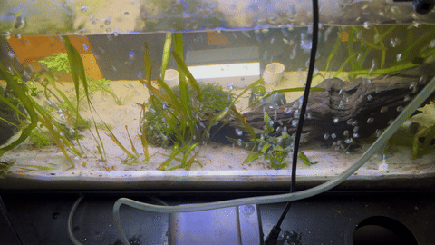 Aquarium Bubble Wall 
