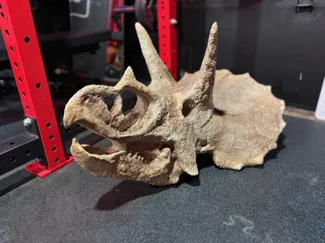 Huge Triceratops Skull