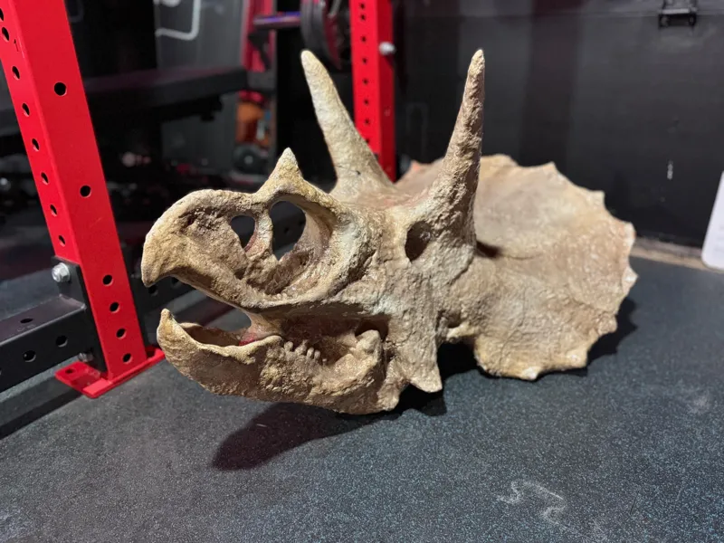 Huge Triceratops Skull
