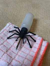 Araignée sucette à 8 pattes — photo 2