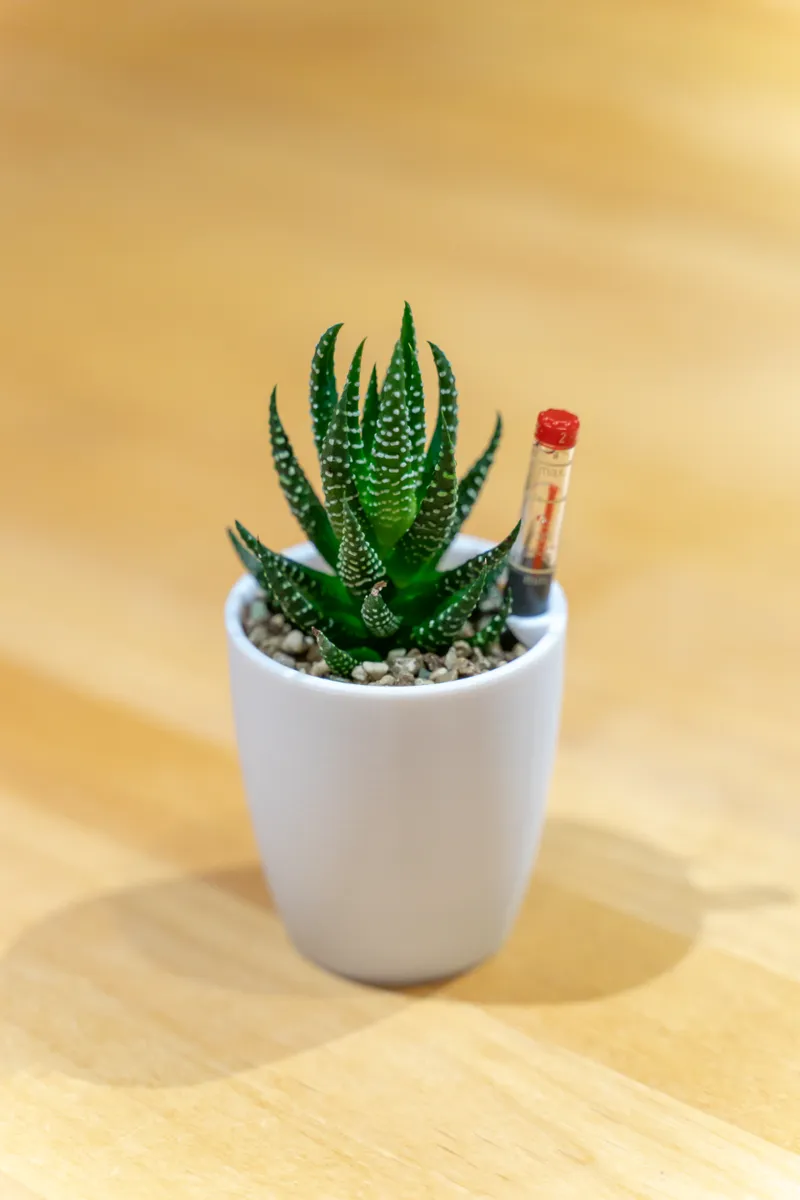 small hydroponic, self watering planter