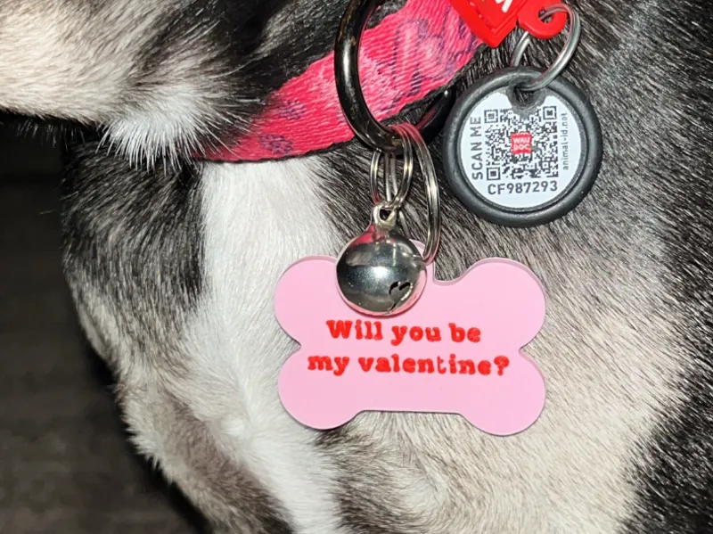 Will you be my valentine pet ID