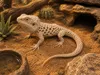 Voronoi Bearded Dragon