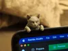 Hanging Cat - Standard