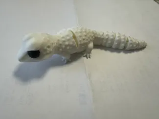 Graco
