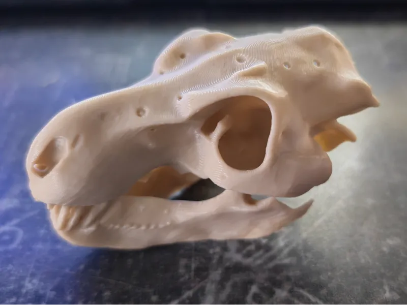 Raptor Skull