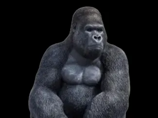 Gorilla