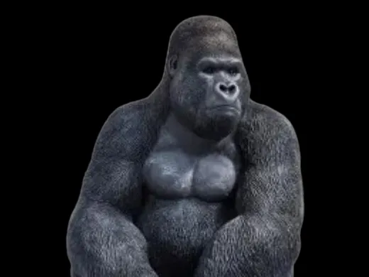 Gorilla