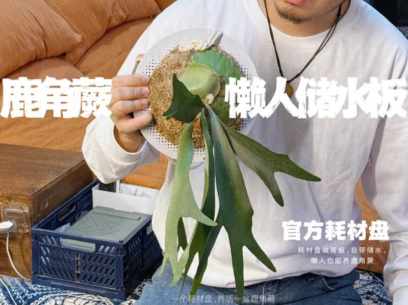 鹿角厥懒人储水板（耗材盘）