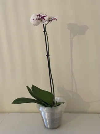Orchid specific pot