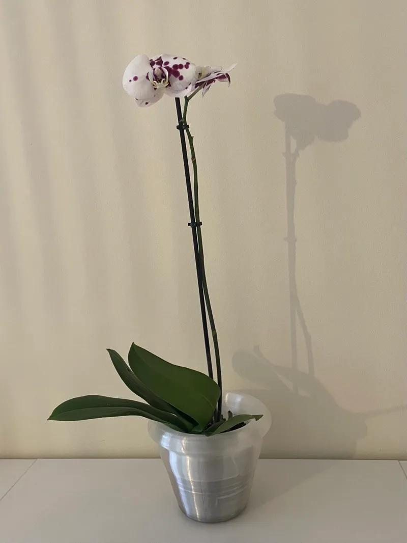 Orchid specific pot