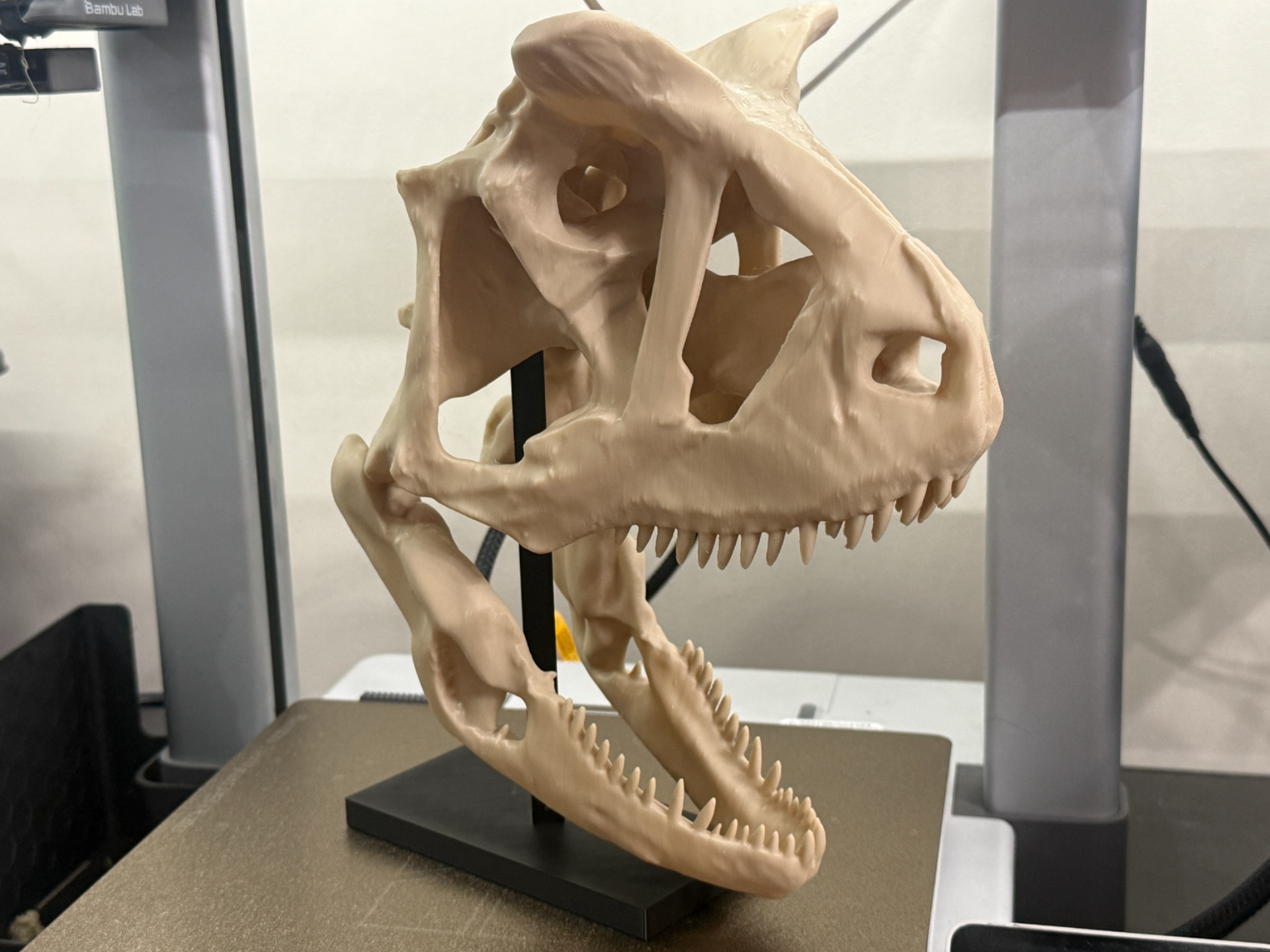 Carnotaurus Skull – Open Jaw Display (250mm)