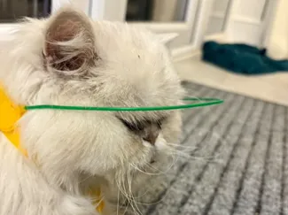 Whisker Loop - An assistive device for blind cats