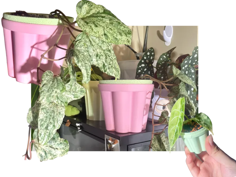 Pudding Pot Self-Watering Planter 布丁自吸水套盆
